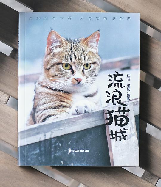 流浪猫城